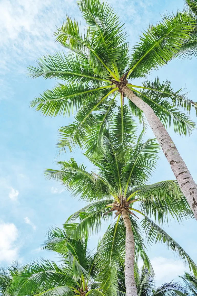 Looking into the sky covered by coconut trees